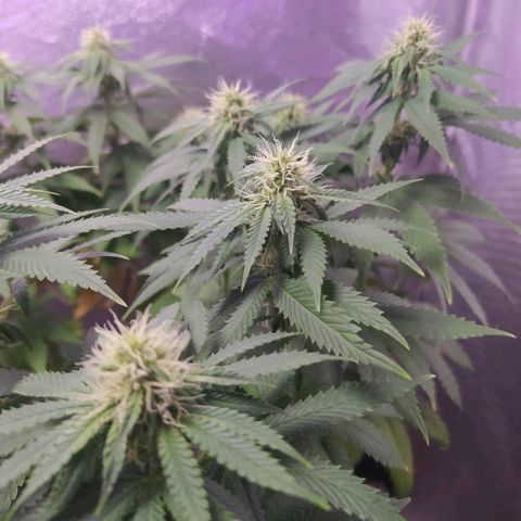 Tropicana Banana  growlog photo: Algumas folhas queimadas na parte inferior mas sua copa continua a crescer com flores já resinando. Apesar de bem verdes.
