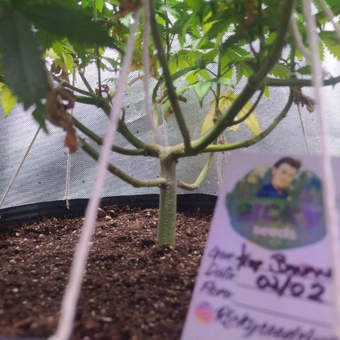 Tropicana Banana  growlog photo: Algumas folhas queimadas na parte inferior mas sua copa continua a crescer com flores já resinando. Apesar de bem verdes.