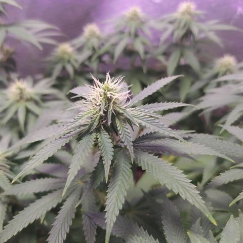 Tropicana Banana  growlog photo: Algumas folhas queimadas na parte inferior mas sua copa continua a crescer com flores já resinando. Apesar de bem verdes.
