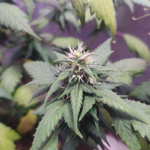 Footduck growlog photo: Flores já possuem formato, estão engordando mas ainda não se vê muitos tricomas, talvez seja pela genética mas as flores não aparentam muitos tricomas e por consequência não tem cheiro dos terpenos nem coloração característica da cepa.