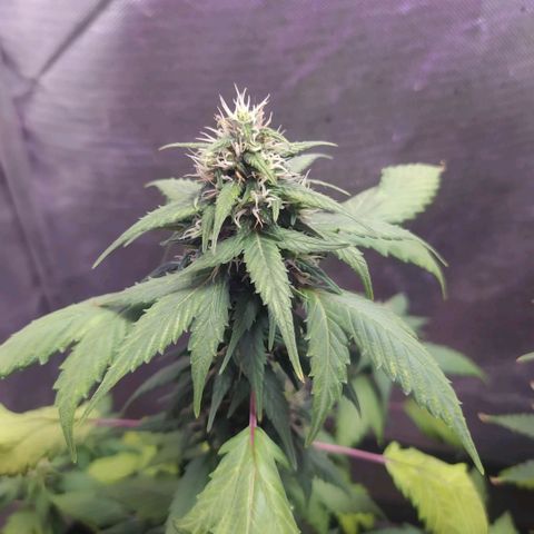 Footduck growlog photo: Flores já possuem formato, estão engordando mas ainda não se vê muitos tricomas, talvez seja pela genética mas as flores não aparentam muitos tricomas e por consequência não tem cheiro dos terpenos nem coloração característica da cepa.