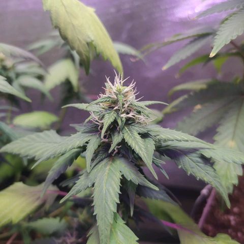 Footduck growlog photo: Flores já possuem formato, estão engordando mas ainda não se vê muitos tricomas, talvez seja pela genética mas as flores não aparentam muitos tricomas e por consequência não tem cheiro dos terpenos nem coloração característica da cepa.