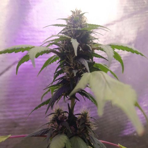 Footduck growlog photo: Flores já possuem formato, estão engordando mas ainda não se vê muitos tricomas, talvez seja pela genética mas as flores não aparentam muitos tricomas e por consequência não tem cheiro dos terpenos nem coloração característica da cepa.
