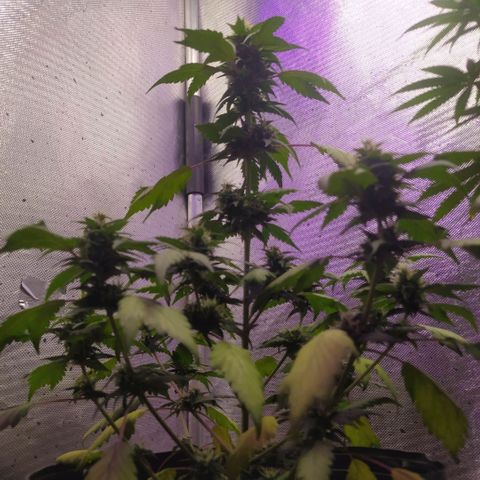 Footduck growlog photo: Flores já possuem formato, estão engordando mas ainda não se vê muitos tricomas, talvez seja pela genética mas as flores não aparentam muitos tricomas e por consequência não tem cheiro dos terpenos nem coloração característica da cepa.
