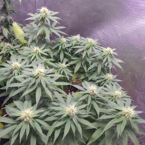 Tropicana Banana  growlog photo: Algumas folhas queimadas na parte inferior mas sua copa continua a crescer com flores já resinando. Apesar de bem verdes.