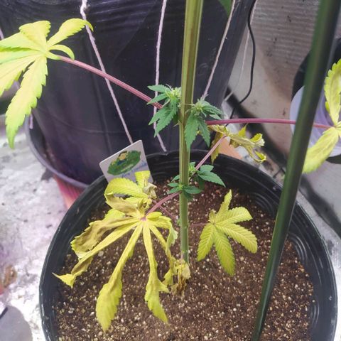 Tropicana Banana (Clone¹) growlog photo: Talvez devido a uma quantidade forte de fertilizantes as folhas inferiores mais próximas as raízes começaram a queimar. 
Raízes de uma planta clone são mais sensíveis. 

Fiz uma rega somente com água (ph 6.6) para lavar as raízes. 
Continuarei a observar seu desenvolvimento.