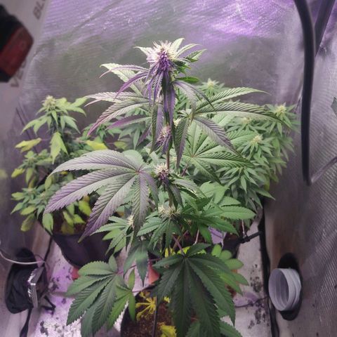 Tropicana Banana (Clone¹) growlog photo: Talvez devido a uma quantidade forte de fertilizantes as folhas inferiores mais próximas as raízes começaram a queimar. 
Raízes de uma planta clone são mais sensíveis. 

Fiz uma rega somente com água (ph 6.6) para lavar as raízes. 
Continuarei a observar seu desenvolvimento.