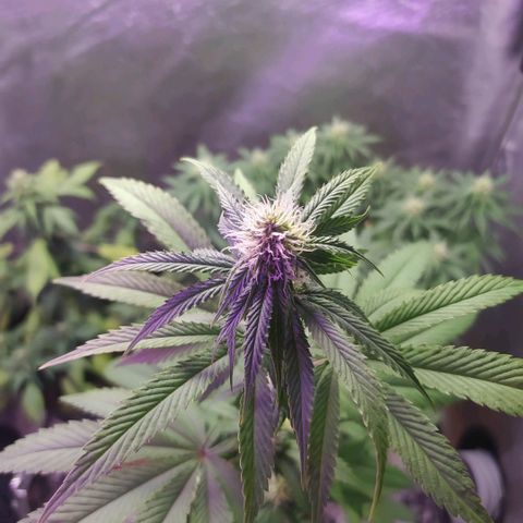 Tropicana Banana (Clone¹) growlog photo: Talvez devido a uma quantidade forte de fertilizantes as folhas inferiores mais próximas as raízes começaram a queimar. 
Raízes de uma planta clone são mais sensíveis. 

Fiz uma rega somente com água (ph 6.6) para lavar as raízes. 
Continuarei a observar seu desenvolvimento.
