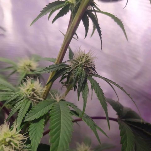 Tropicana Banana (Clone¹) growlog photo: Talvez devido a uma quantidade forte de fertilizantes as folhas inferiores mais próximas as raízes começaram a queimar. 
Raízes de uma planta clone são mais sensíveis. 

Fiz uma rega somente com água (ph 6.6) para lavar as raízes. 
Continuarei a observar seu desenvolvimento.