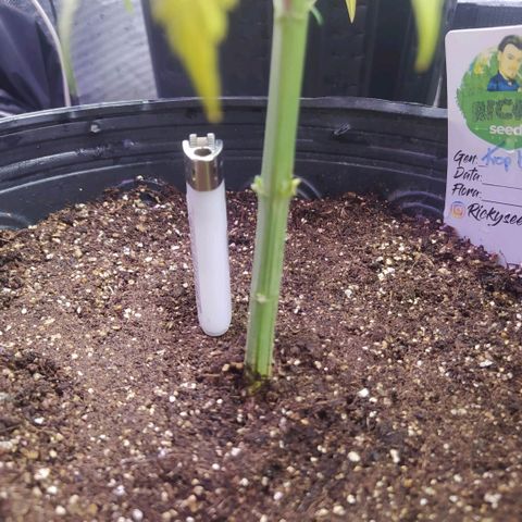 Tropicana Banana (Clone¹) growlog photo: Seu caule tem a especura de um esqueiro na lateral, isso mostra um desenvolvimento bom das raízes em relação ao espaço do vaso. 
Lembrando que era apenas um galho fino da Trop banana.