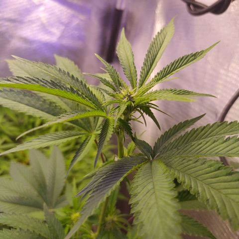 Tropicana Banana (Clone¹) growlog timeline photo