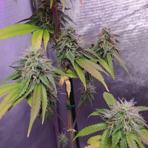 Tropicana Banana (Clone¹) growlog photo: Crescimento pra cima sem podas nem amarras. 
Planta teve um excelente enraizamento e a pesar de poucos buds eles estão cheios de tricomas e terpenos. 
Tive problemas com fertilizantes e ph, porém a planta vem tendo vil desenvolvimento mas queimando muitas folhas. 