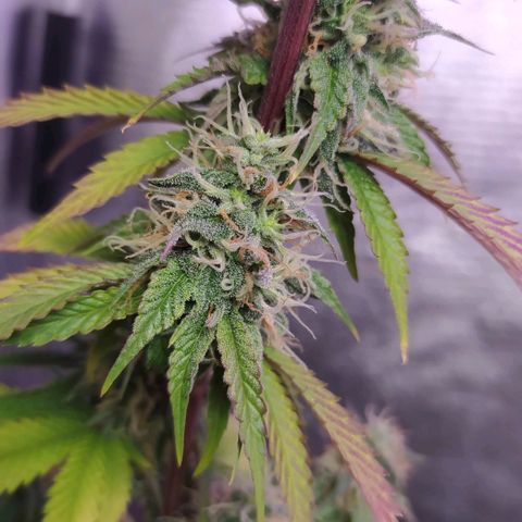 Tropicana Banana (Clone¹) growlog photo: Crescimento pra cima sem podas nem amarras. 
Planta teve um excelente enraizamento e a pesar de poucos buds eles estão cheios de tricomas e terpenos. 
Tive problemas com fertilizantes e ph, porém a planta vem tendo vil desenvolvimento mas queimando muitas folhas. 