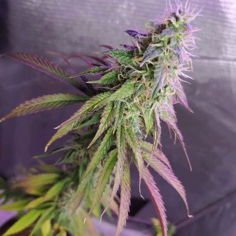 Tropicana Banana (Clone¹) growlog photo: Crescimento pra cima sem podas nem amarras. 
Planta teve um excelente enraizamento e a pesar de poucos buds eles estão cheios de tricomas e terpenos. 
Tive problemas com fertilizantes e ph, porém a planta vem tendo vil desenvolvimento mas queimando muitas folhas. 
