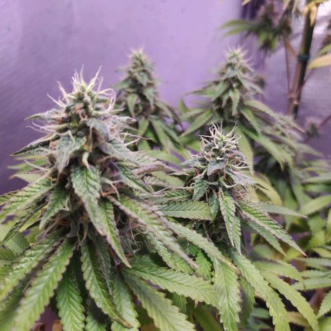 Tropicana Banana  growlog timeline photo