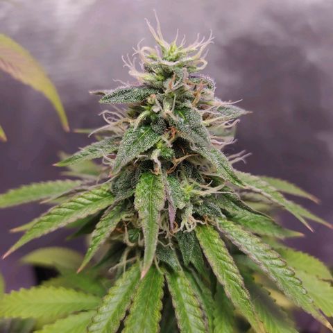 Tropicana Banana  growlog timeline photo
