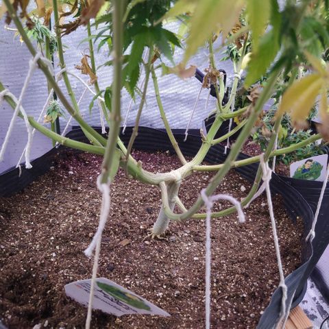 Tropicana Banana  growlog timeline photo
