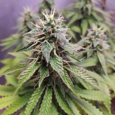 Tropicana Banana  growlog timeline photo