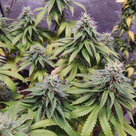 Tropicana Banana  growlog timeline photo