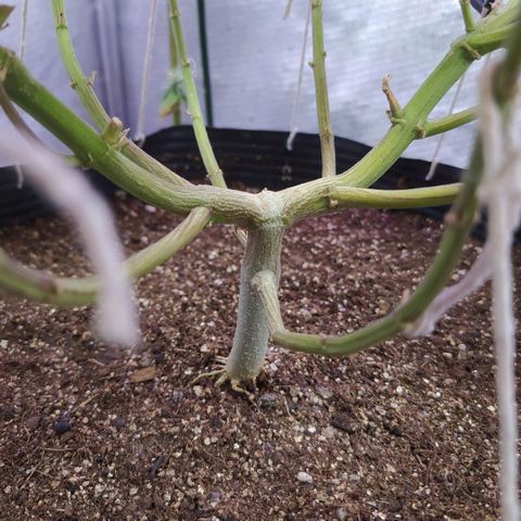 Tropicana Banana  growlog timeline photo