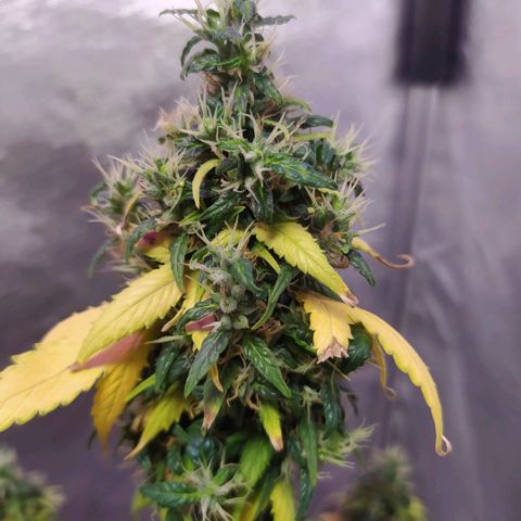 Footduck growlog photo: Devido ao ph desiquilibrado a planta teve perda de rendimento nos tricomas e uma perca significativa de folhagem. 
As folhas estão amarelas mas mesmo assim ela está se desenvolvendo aos poucos .
