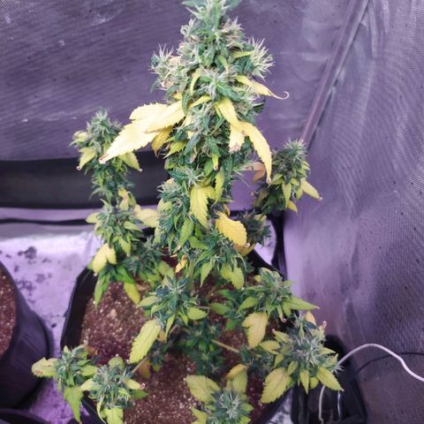Footduck growlog photo: Devido ao ph desiquilibrado a planta teve perda de rendimento nos tricomas e uma perca significativa de folhagem. 
As folhas estão amarelas mas mesmo assim ela está se desenvolvendo aos poucos .