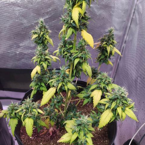 Footduck growlog photo: Devido ao ph desiquilibrado a planta teve perda de rendimento nos tricomas e uma perca significativa de folhagem. 
As folhas estão amarelas mas mesmo assim ela está se desenvolvendo aos poucos .