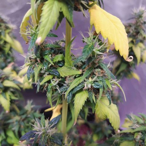 Footduck growlog photo: Devido ao ph desiquilibrado a planta teve perda de rendimento nos tricomas e uma perca significativa de folhagem. 
As folhas estão amarelas mas mesmo assim ela está se desenvolvendo aos poucos .
