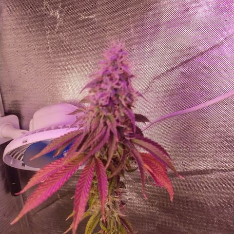 Tropicana Banana (Clone¹) growlog photo: Desenvolvimento dos tricomas bem ao esperado, a planta mãe e seus clones tem os mesmos resultados, cresce forte e saudável.