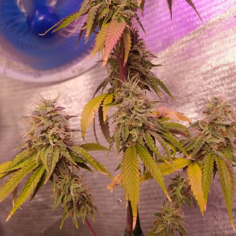 Tropicana Banana (Clone¹) growlog photo: Desenvolvimento dos tricomas bem ao esperado, a planta mãe e seus clones tem os mesmos resultados, cresce forte e saudável.