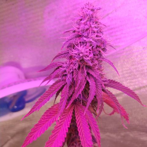 Tropicana Banana (Clone¹) growlog photo: Desenvolvimento dos tricomas bem ao esperado, a planta mãe e seus clones tem os mesmos resultados, cresce forte e saudável.
