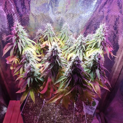 Tropicana Banana  growlog photo: Apesar de ter mudado o ambiente dela ela tem seu desenvolvimento saudável e com cores vivas. 
Seus tricomas crescem e estão na fase leitosa porém suas folhas inferiores continuam a cair e perder pigmentação. 
 Última rega foi com ph 6.6 sem nutrientes para novelar o solo. 
