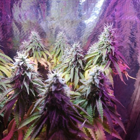 Tropicana Banana  growlog photo: Apesar de ter mudado o ambiente dela ela tem seu desenvolvimento saudável e com cores vivas. 
Seus tricomas crescem e estão na fase leitosa porém suas folhas inferiores continuam a cair e perder pigmentação. 
 Última rega foi com ph 6.6 sem nutrientes para novelar o solo. 
