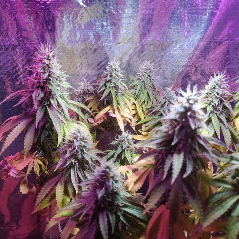 Tropicana Banana  growlog photo: Apesar de ter mudado o ambiente dela ela tem seu desenvolvimento saudável e com cores vivas. 
Seus tricomas crescem e estão na fase leitosa porém suas folhas inferiores continuam a cair e perder pigmentação. 
 Última rega foi com ph 6.6 sem nutrientes para novelar o solo. 

