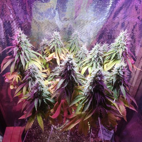 Tropicana Banana  growlog photo: Apesar de ter mudado o ambiente dela ela tem seu desenvolvimento saudável e com cores vivas. 
Seus tricomas crescem e estão na fase leitosa porém suas folhas inferiores continuam a cair e perder pigmentação. 
 Última rega foi com ph 6.6 sem nutrientes para novelar o solo. 
