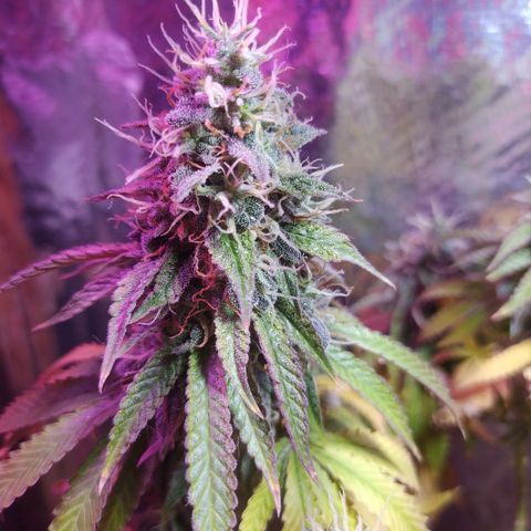Tropicana Banana  growlog photo: Apesar de ter mudado o ambiente dela ela tem seu desenvolvimento saudável e com cores vivas. 
Seus tricomas crescem e estão na fase leitosa porém suas folhas inferiores continuam a cair e perder pigmentação. 
 Última rega foi com ph 6.6 sem nutrientes para novelar o solo. 
