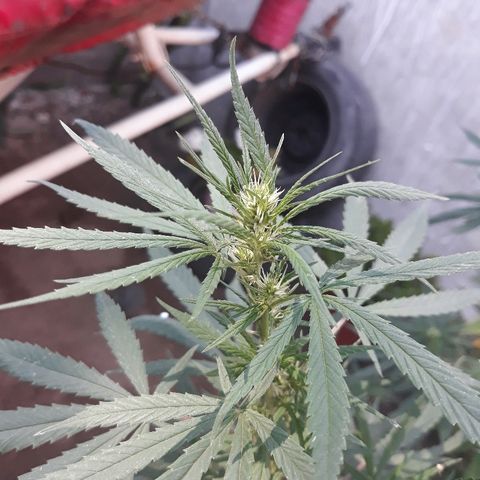 Genética desconocida growlog timeline photo