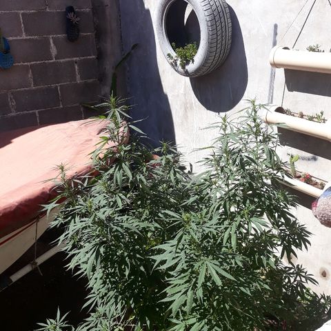Genética desconocida growlog timeline photo