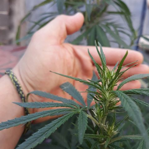 Genética desconocida growlog timeline photo