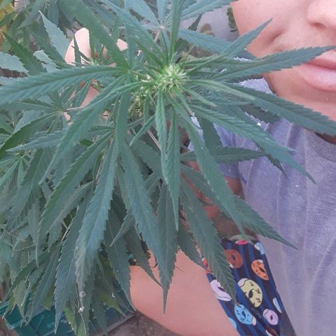 Genética desconocida growlog timeline photo