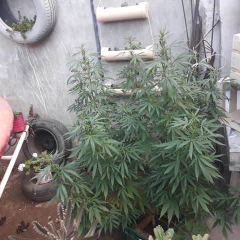 Genética desconocida growlog timeline photo