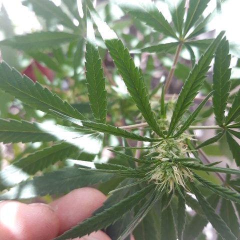 Genética desconocida growlog timeline photo