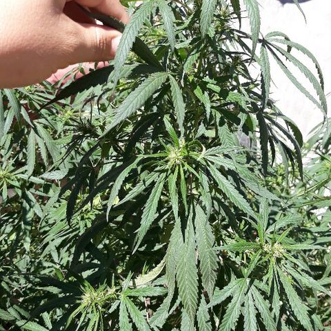 Genética desconocida growlog photo: Primer riego con melaza de caña para flora de ella 🌺🙌😊