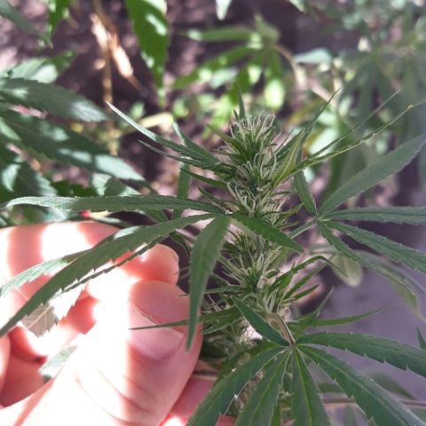 Genética desconocida growlog photo: Primer riego con melaza de caña para flora de ella 🌺🙌😊