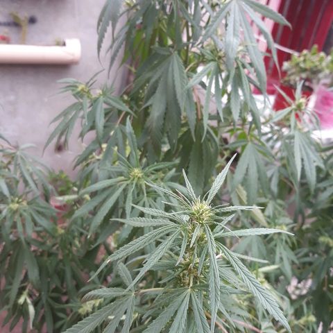 Genética desconocida growlog photo: La chiquita 🙌va formando sus cogollitos 🌺❤