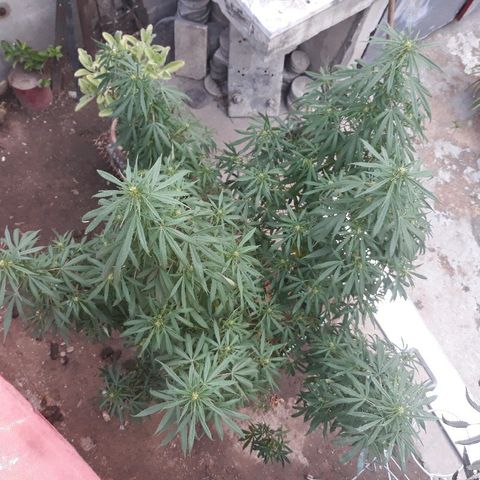 Genética desconocida growlog photo: La chiquita 🙌va formando sus cogollitos 🌺❤