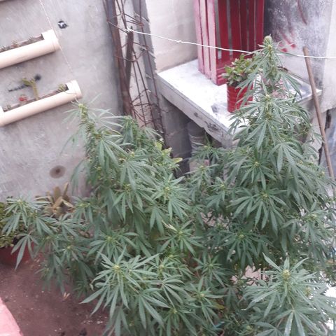 Genética desconocida growlog photo: La chiquita 🙌va formando sus cogollitos 🌺❤