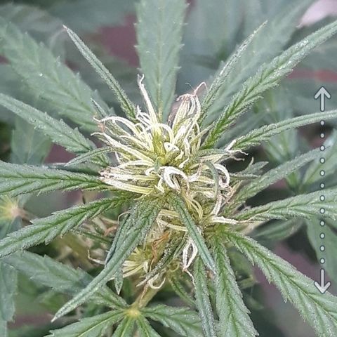 Genética desconocida growlog photo: Primeros tricomas en los coquitos 🙌👏🏻🤩