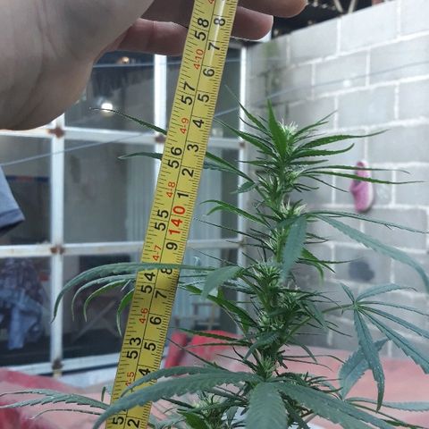 Genética desconocida growlog photo: Mide 145 cm entrando a floracion 