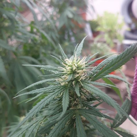 Genética desconocida growlog photo: El 8 de abril empeze a dar engorde de cogollos linea namaste trico+ 